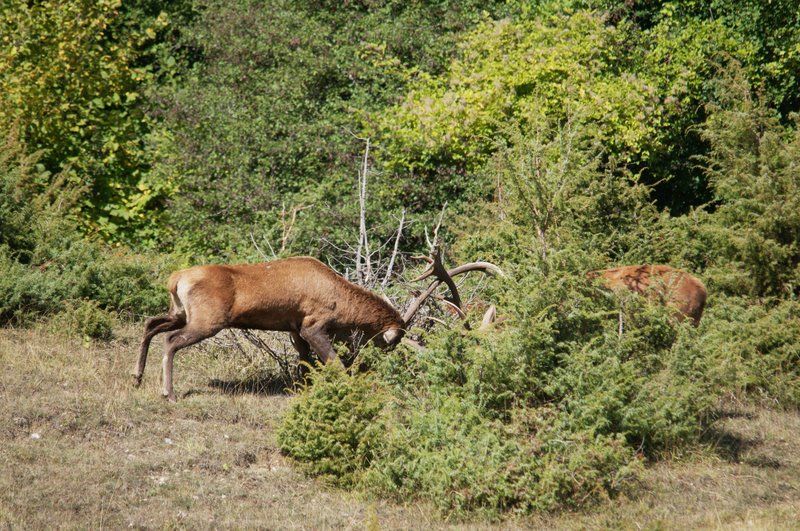 Un''arena molto contesa